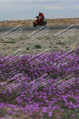 media/Jan-14-2023-SoCal Trackdays (Sat) [[497694156f]]/Turn 14 Exit Bloomig (145pm)/